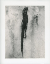 Faisan doré Vintage silver print Tirage argentique  13x18  Circa 1957 