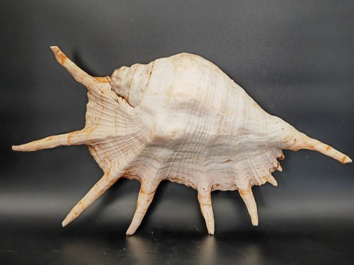 Grand coquillage lambis - coquillage,