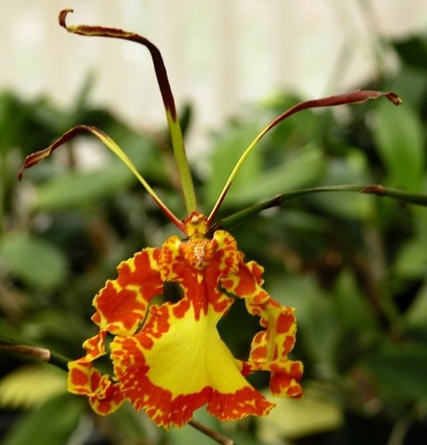 Psychopsis mariposa blooming - psychopsis,