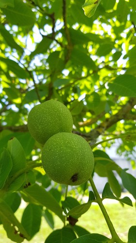 Juglans regia rubin - regia, noyer