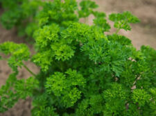 Persil Frisé Vert Foncé Lot de 500 Graines - Plante Aromatique