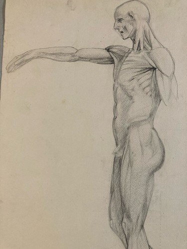 Beau dessin écorché - dessin, anatomie