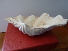 Coquillage BENITIER 18 cm 380 gr