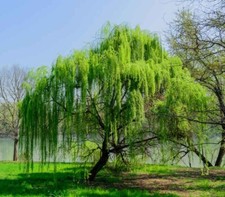 6 Boutures - Saule Pleureur - Salix Babylonica - Arbre
