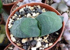 GASTERIA ARMSTRONGII plante