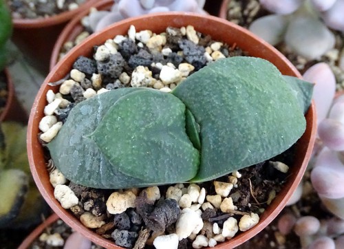 Gasteria armstrongii plante - gasteria,