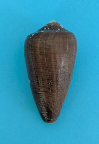 Conus vezoi 8 - (darioconus), 54,8