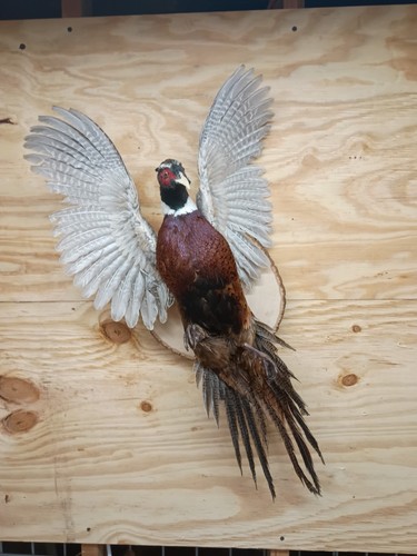 Brand new ringneck - new, rooster