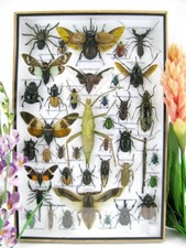 Pièce unique, véritables