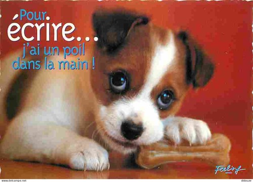 Carte postale animaux - carte,