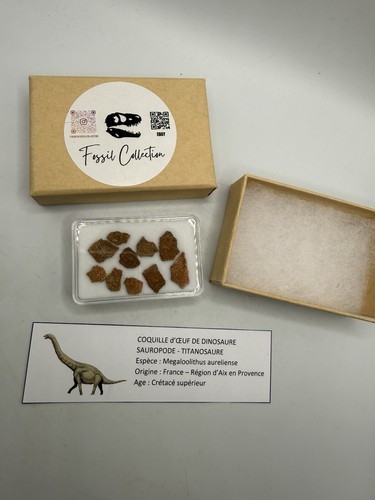 Coquille œuf dinosaure - Œuf,