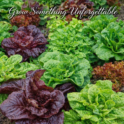 1000 chef salad garden - chef’s,