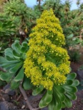 Tree aeonium - aeonium,