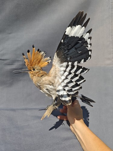 Upopa epops bird - epops, taxidermia
