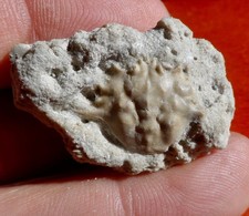 CRABE FOSSILE ÉOCÈNE DE SEINE-ET-MARNE , PSAMMOCARCINUS