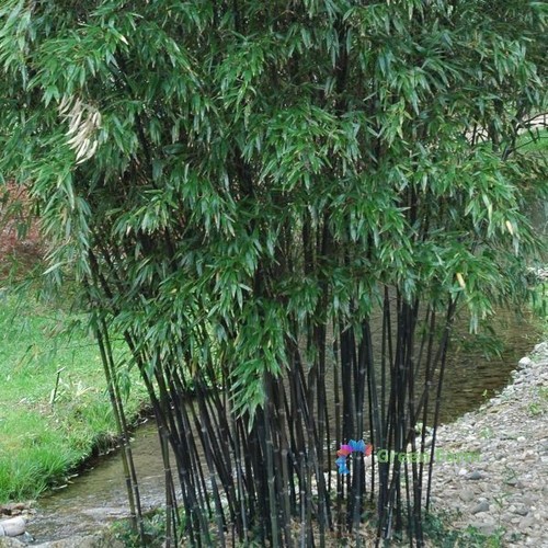 Seeds phyllostachys nigra - 50,
