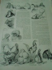 A l'exposition d'Aviculture