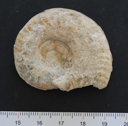 Ammonite fossile toarcien - fossile,