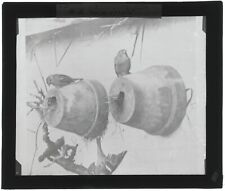 Nid de Pierrots, oiseaux