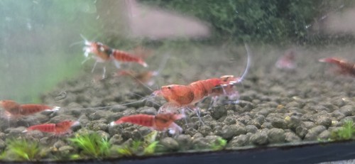 Crevette caridina red kong - crevette,