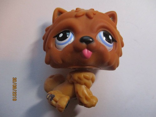 Petshop chien chow - chien,