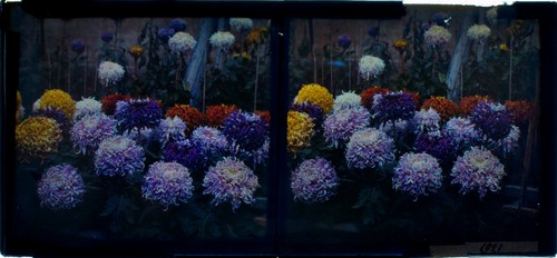 Autochrome stéréo sur - autochrome,