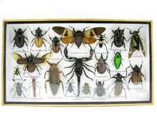 Insectes 3D - exotiques réel