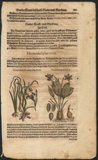1590 Planche gravure