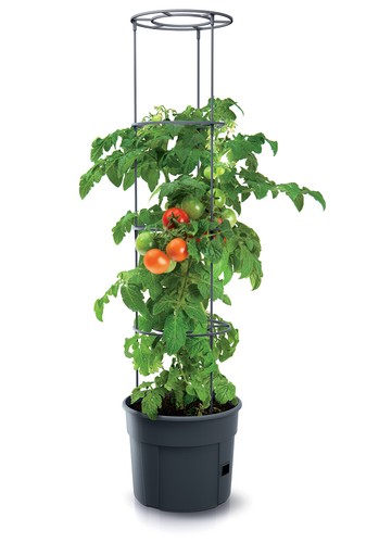 Plante tomate jardinière - de,