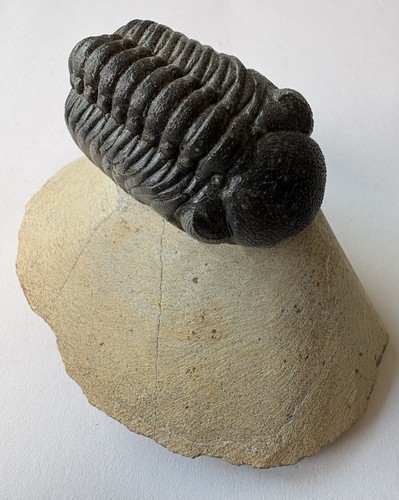 Phacops trilobite fossils - phacops,