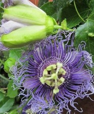 ♫ PASSIFLORE 'Maypop' -Passiflora incarnata ♫ Graines ♫ Plante Ornement Gustatif