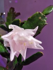 Schlumbergera variété - schlumbergera.,