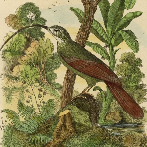 Histoire naturelle oiseau - histoire,