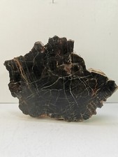Très belle tranche de bois pétrifié, Fossilisé. Petrified wood 
