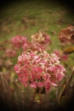 Objectif vintage Hermagis 26mm