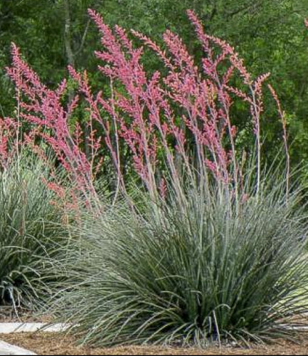 Graines yucca rouge - graines, de