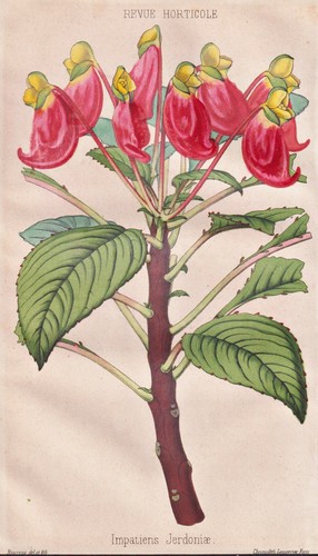 Impatiens jerdoniae botanique - impatiens,
