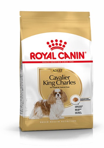 Cavalier king charles - king,
