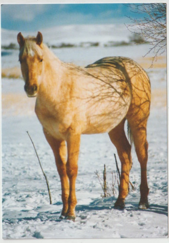 Commanding 1996 palomino - -,