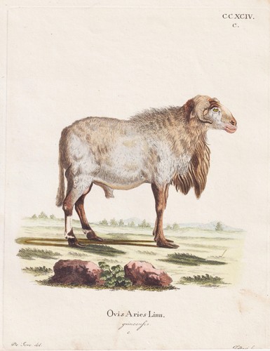 Gravure sur cuivre mouton - de,