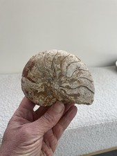 nautile ammonite origine France dimension 12X9,5  cm