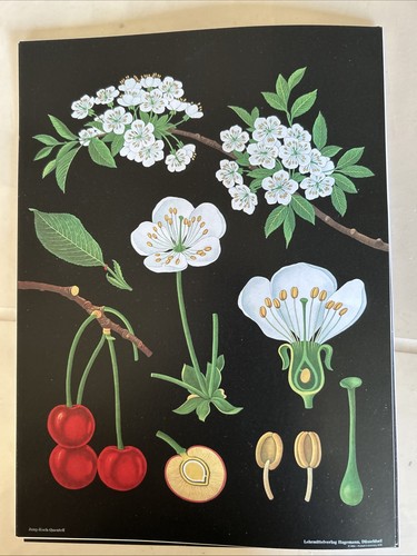 Affiche scolaire botanique - scolaire,