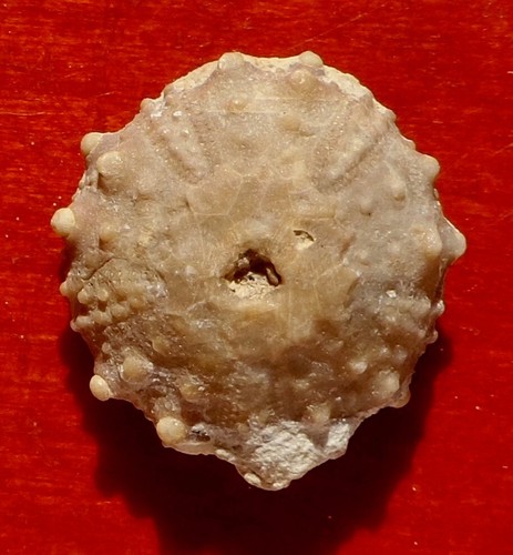 Oursin fossile crétacé - oursin,