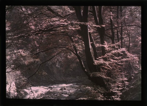 Autochrome lot - autochrome, (13x18)