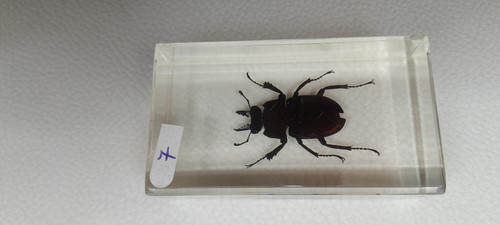 Résine inclusion insectes