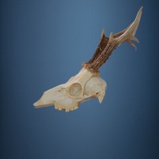 358CA Trophée de chevreuil