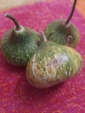 Mini bouteille d'oignon gourde - calebasse - 5+ graines - sémilles -...