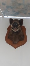 TETE de SANGLIER Naturalisée et 18 trophées de chasse