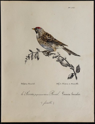 1830 sizerin flammé - sizerin,