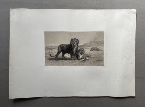 Meute lions gravure - meute,